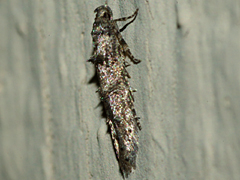 Cosmet Moth